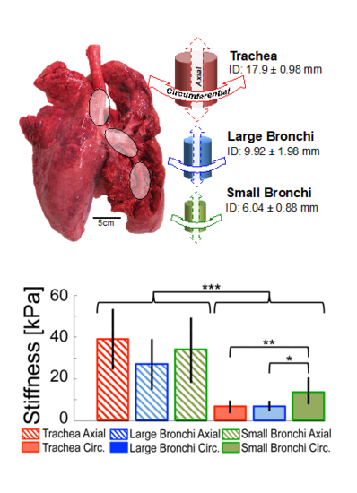 graph and diagram of lungs